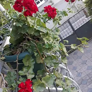  Проживание в семье Izolda